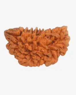 Buy 1 Mukhi Rudraksha Online | 100% Authentic