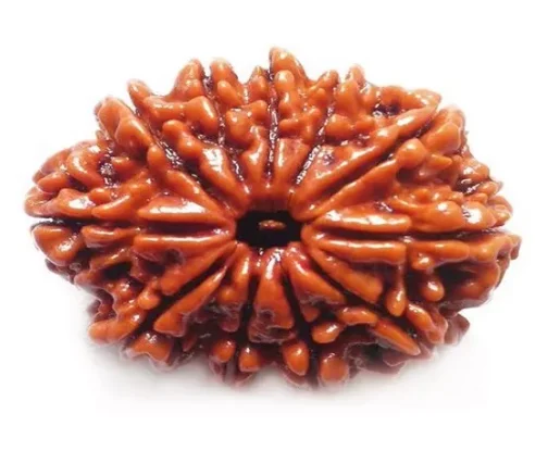 11 Mukhi Rudraksha
