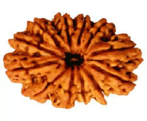 12 Mukhi Rudraksha