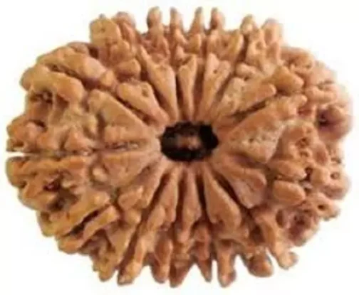 13 Mukhi Rudraksha