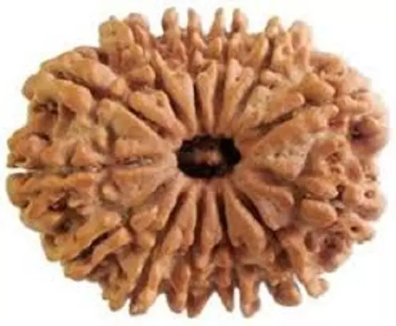 13 Mukhi Rudraksha