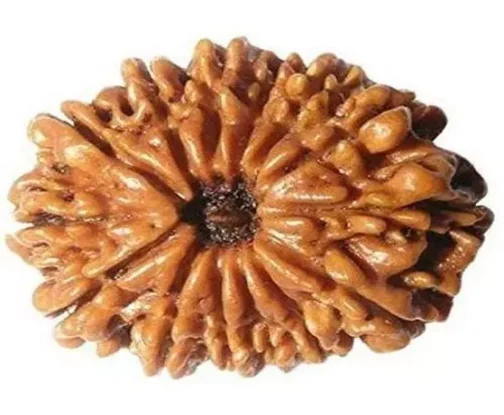 14 Mukhi Rudraksha
