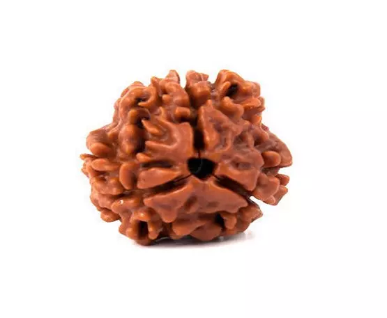 4 Mukhi Rudraksha