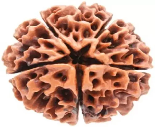 5 Mukhi Rudraksha