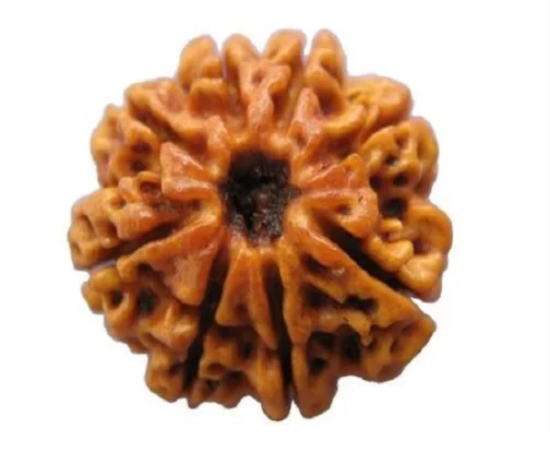 8 Mukhi Rudraksha